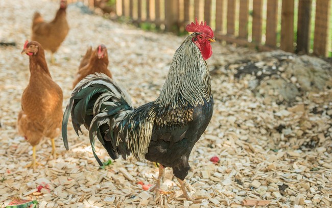 The chickens have plenty of space and a wonderful home in the Abenteuerland