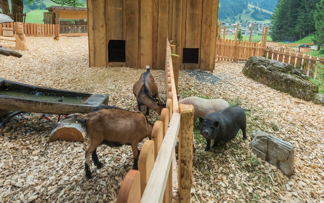 Petting animals in the Abenteuerland Kleinarl