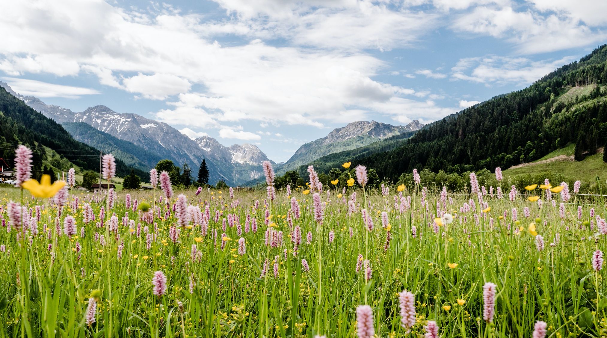 Freu dich auf blühende Bergwiesen