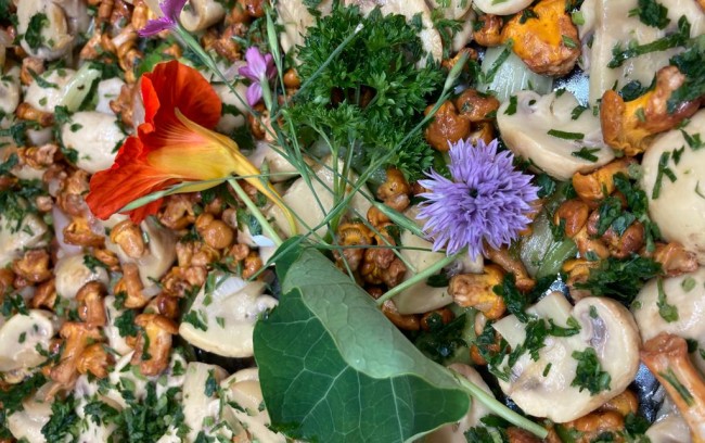 Schwammerl - frisch aus dem Wald