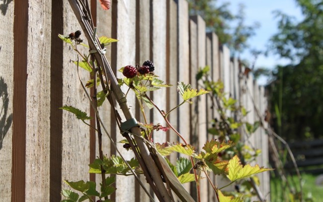 Brombeeren am Strauch