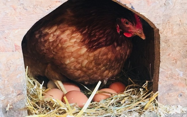 Kinder dürfen sich gerne die Eier fürs Frühstück aus dem Stall holen