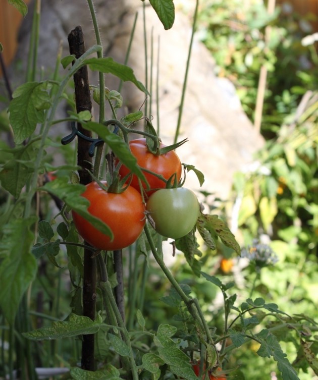 Tomaten aus dem eigenen Garten