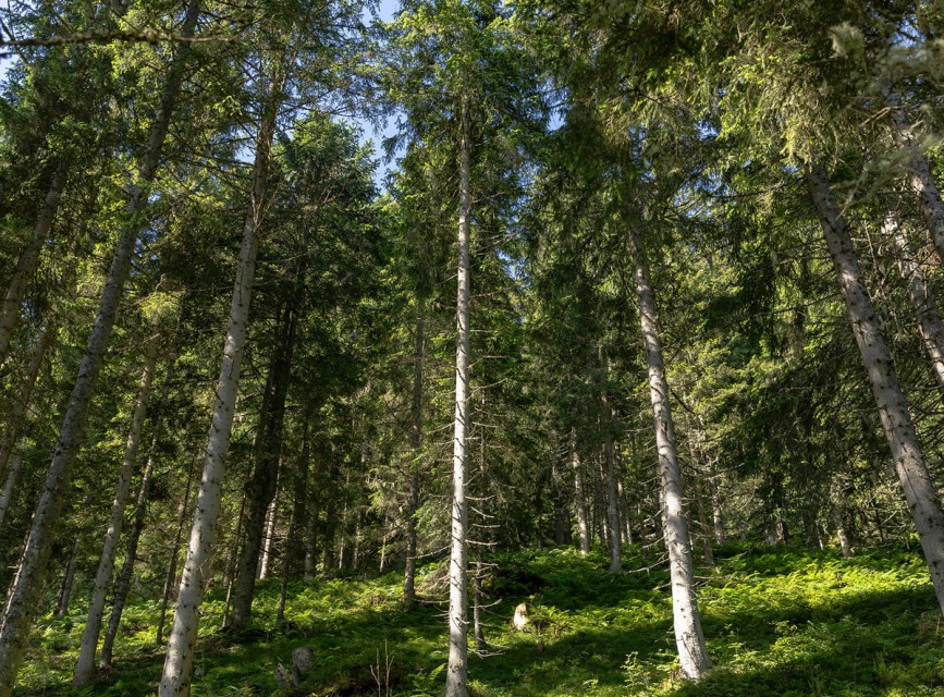 Wagrain-Kleinarl Tourismus/Robert Schabus