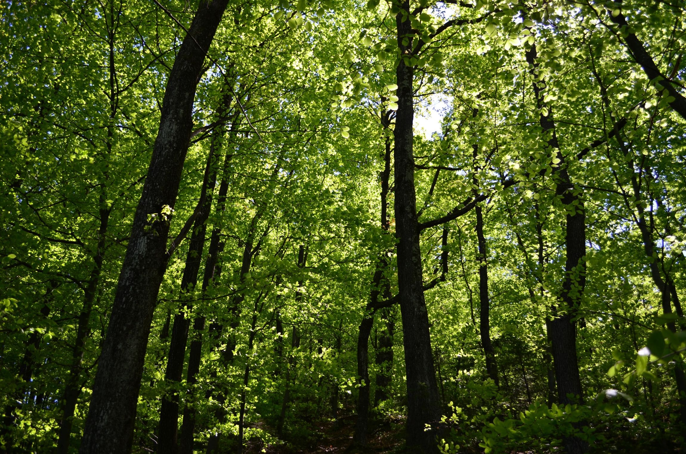 Forest and trees &copy; shutterstock.com