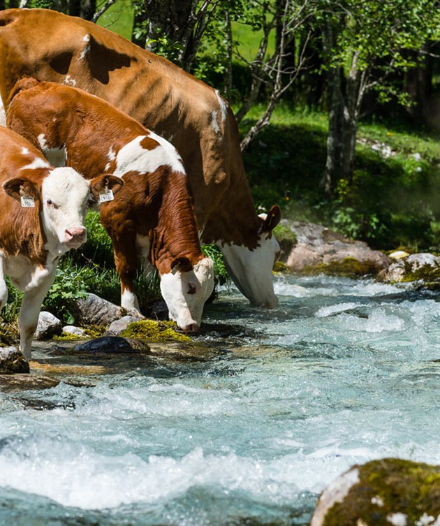 Bei uns in der Kleinarler Bergwelt wanderst du bei einer herrlichen Kulisse © Wagrain-Kleinarl Tourismus