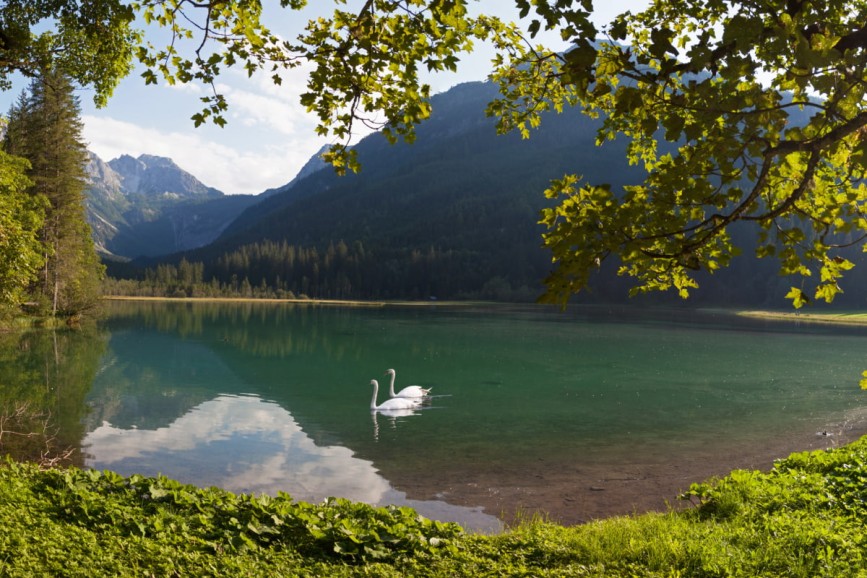 Blick &uuml;ber den J&auml;gersee in Kleinarl mit Schw&auml;nen auf dem Wasser 