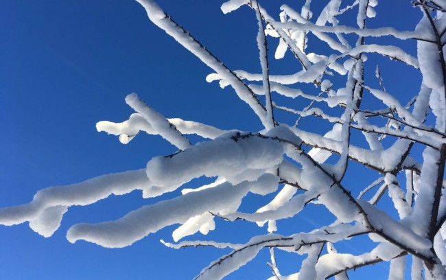 Snow-covered branches